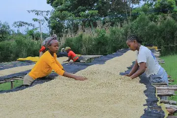Impact Roasters