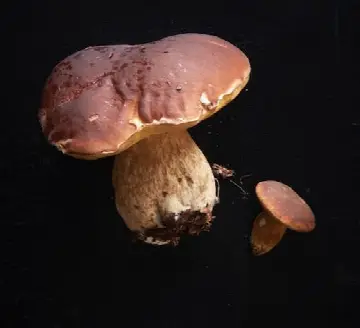 Pomle Nakke