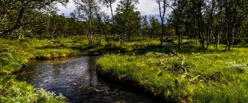 Skovpavillonen