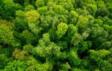 Tree-Top