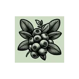 Blueberry Farm Cafe logo