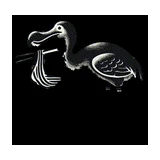 Dodo's logo