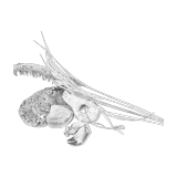 Svinkløv Badehotel Restaurant logo