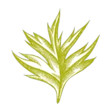 Provence logo